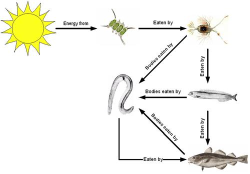 coral reef food chain pictures. Simple Oceanic Food Web