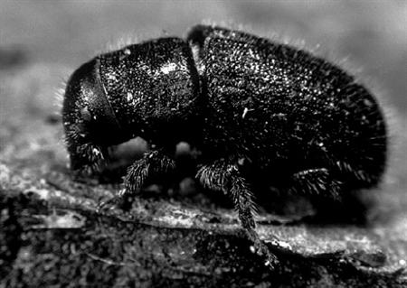 Spruce Bark Beetle