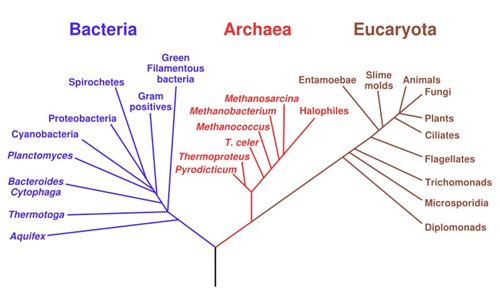 Domains Of Life