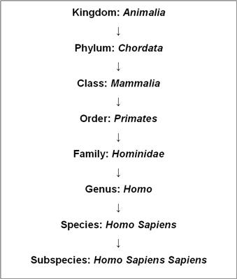 Human Phylogenetic Tree