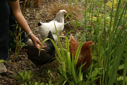 3chickens.JPG