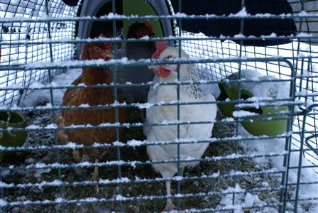 3chickenssnow.JPG